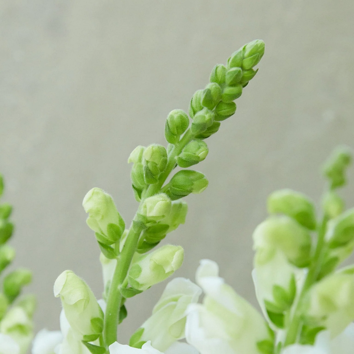 Potomac White Snapdragon Seeds - Cold Resistant, Potted, 30 seeds