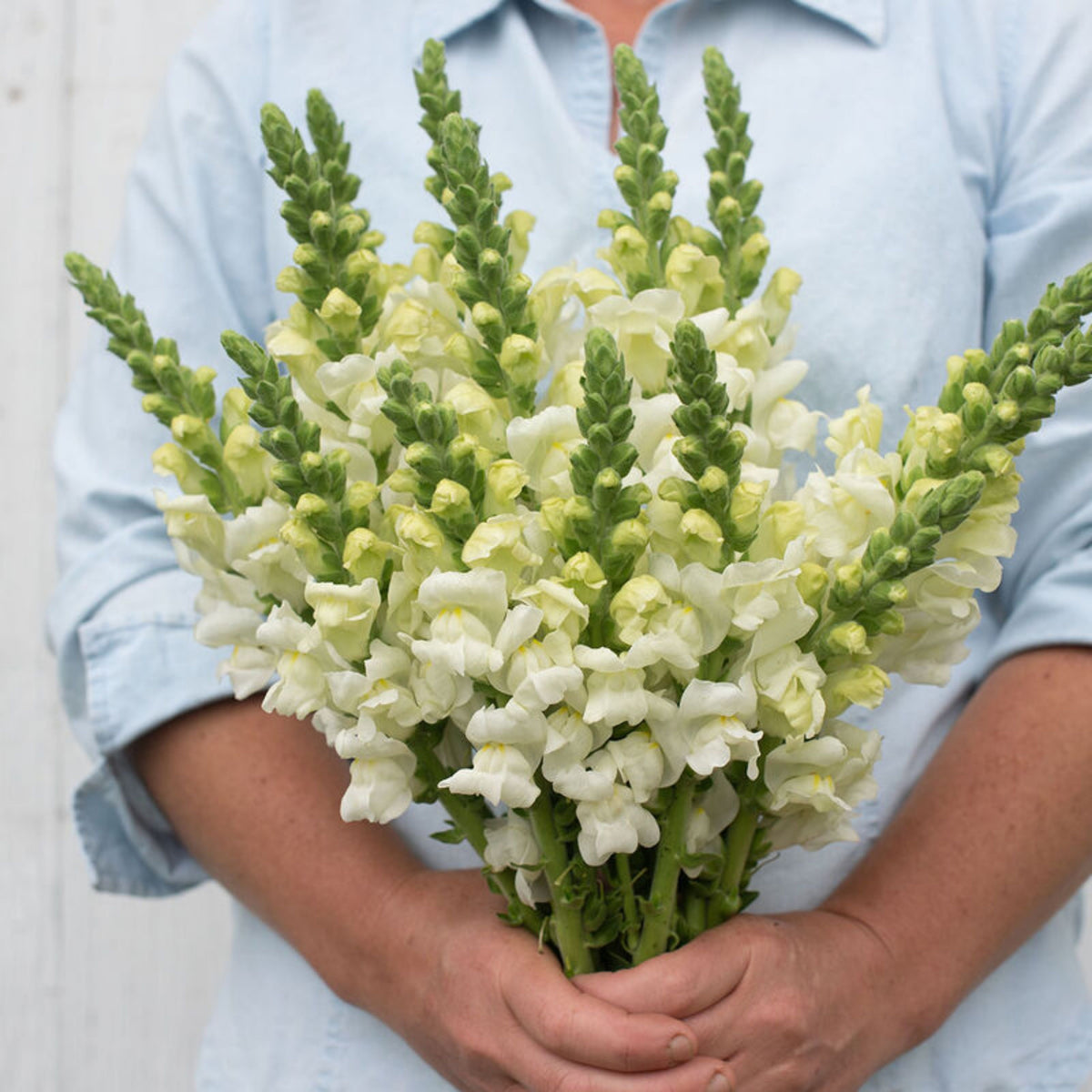 Potomac White Snapdragon Seeds - Cold Resistant, Potted, 30 seeds