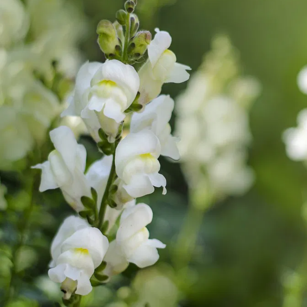 30 Seeds| Potomac White Snapdragon Seeds - Cold Resistant - Potted - Attracts pollinators - Open-Pollinating -Plant before the frost/after frost - #40