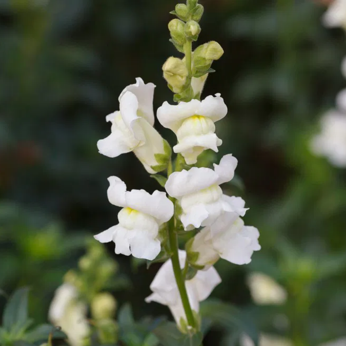30 Seeds| Potomac White Snapdragon Seeds - Cold Resistant - Potted - Attracts pollinators - Open-Pollinating -Plant before the frost/after frost - #40