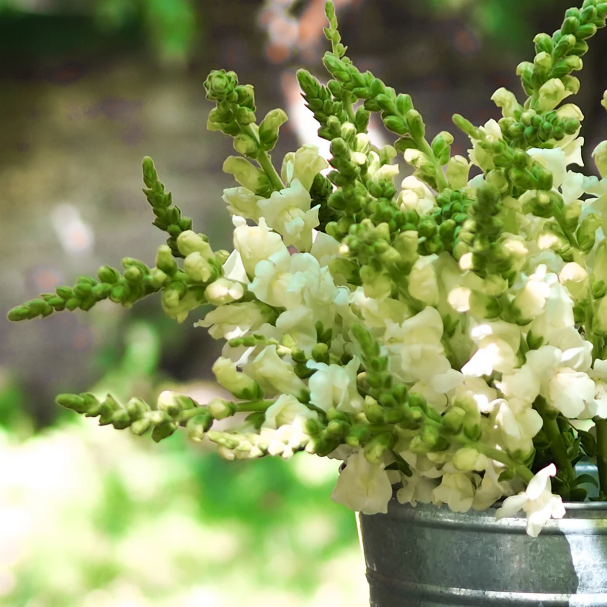 30 Seeds| Potomac White Snapdragon Seeds - Cold Resistant - Potted - Attracts pollinators - Open-Pollinating -Plant before the frost/after frost - #40