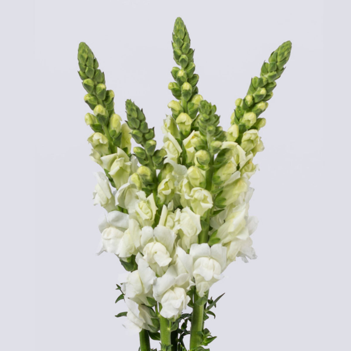 Potomac White Snapdragon Seeds - Cold Resistant, Potted, 30 seeds