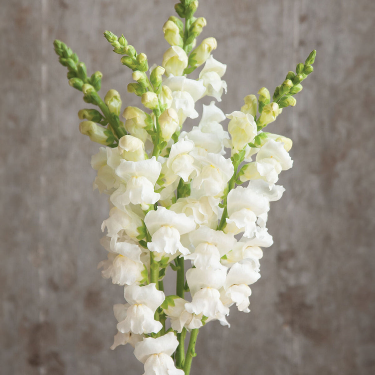 Potomac White Snapdragon Seeds - Cold Resistant, Potted, 30 seeds