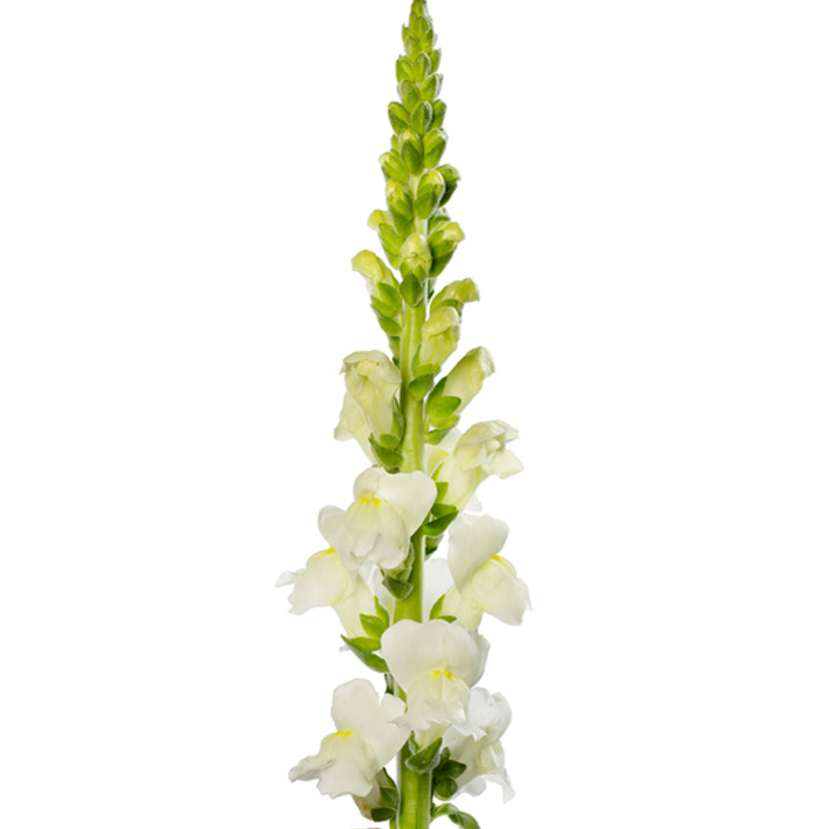 Potomac White Snapdragon Seeds - Cold Resistant, Potted, 30 seeds