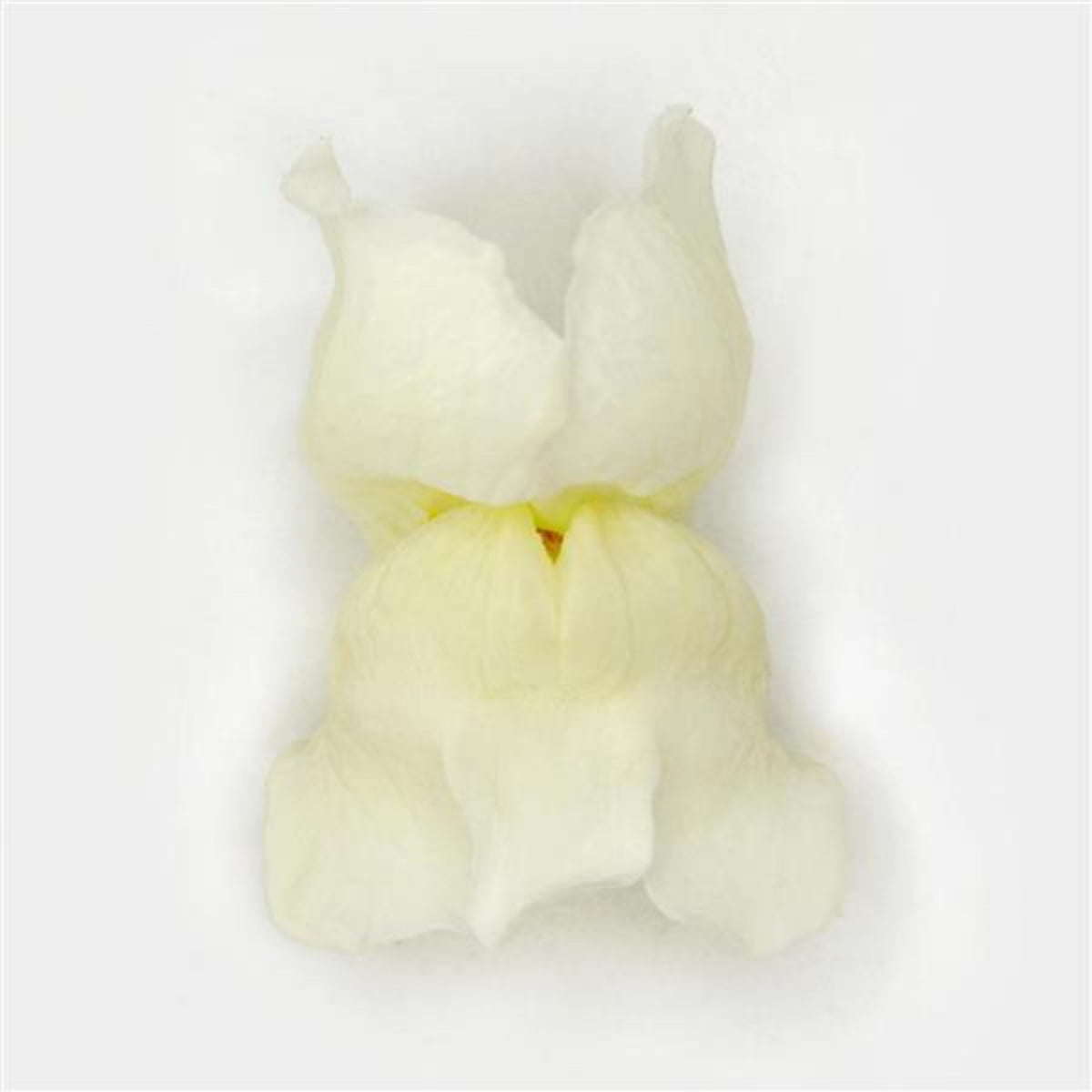 Potomac White Snapdragon Seeds - Cold Resistant, Potted, 30 seeds