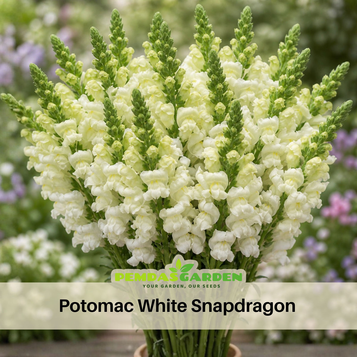 Potomac White Snapdragon Seeds - Cold Resistant, Potted, 30 seeds