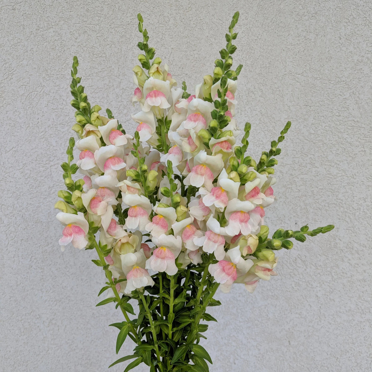 Potomac Appleblossom Snapdragon Seeds - Cold Resistant, 30 seeds