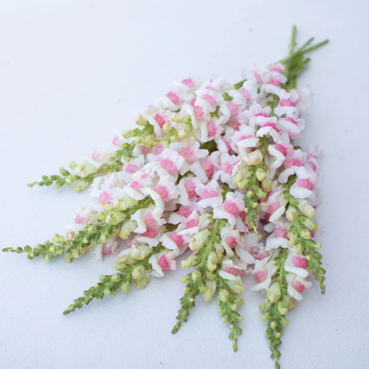 Potomac Appleblossom Snapdragon Seeds - Cold Resistant, 30 seeds