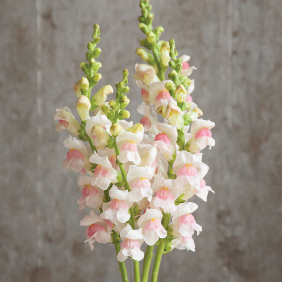 Potomac Appleblossom Snapdragon Seeds - Cold Resistant, 30 seeds