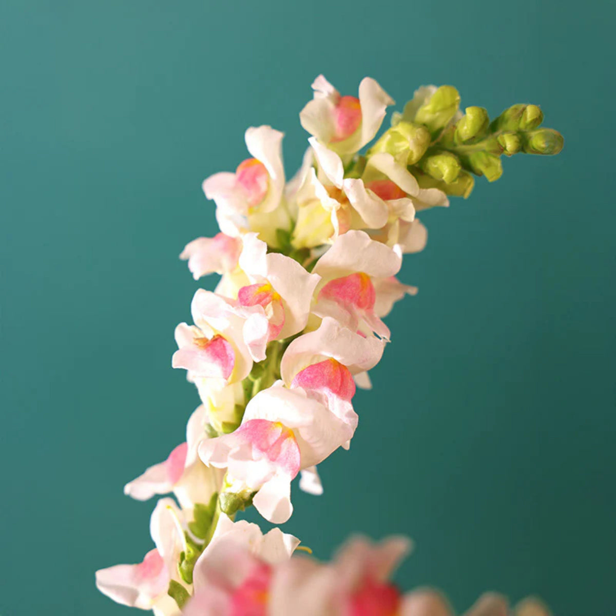 Potomac Appleblossom Snapdragon Seeds - Cold Resistant, 30 seeds