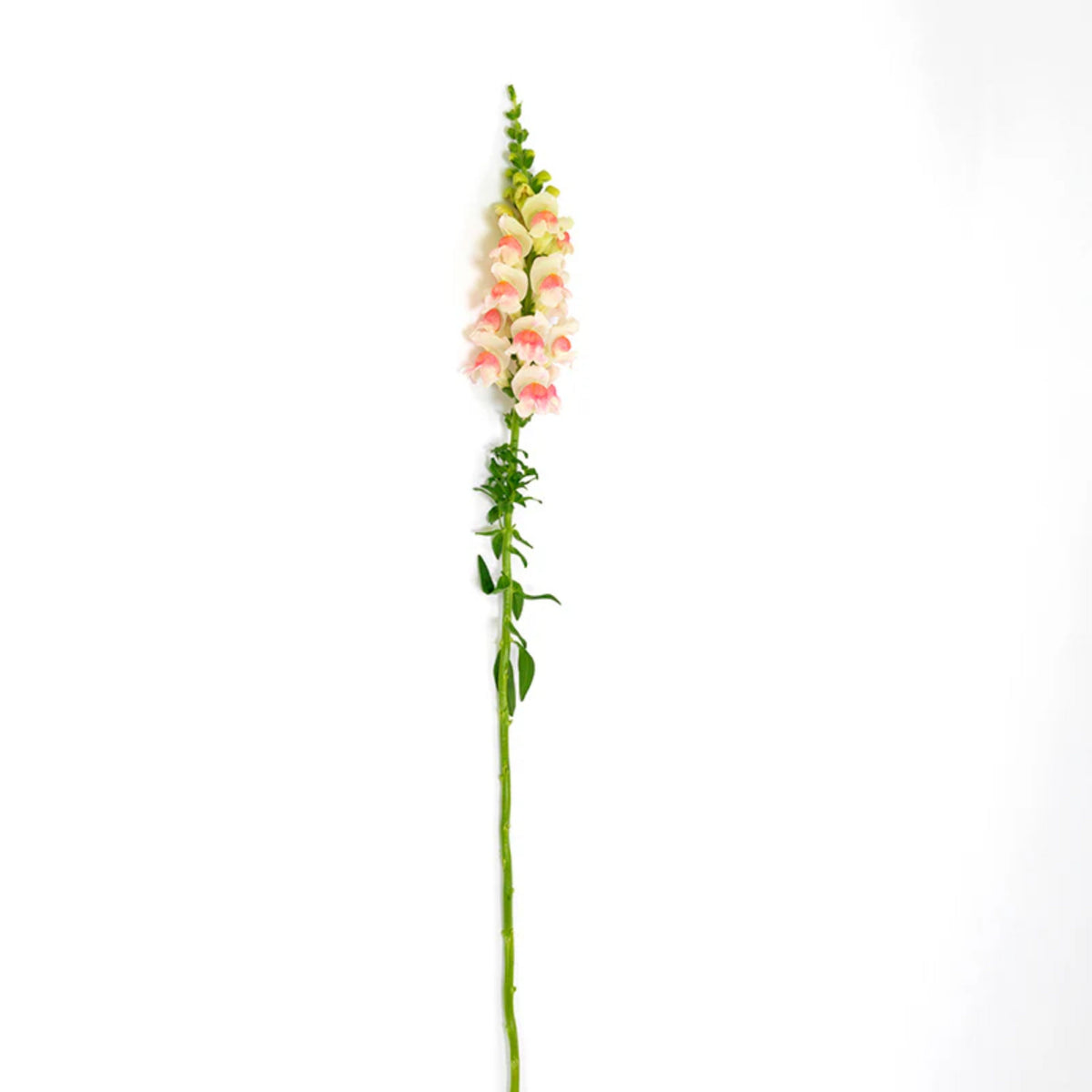 Potomac Appleblossom Snapdragon Seeds - Cold Resistant, 30 seeds