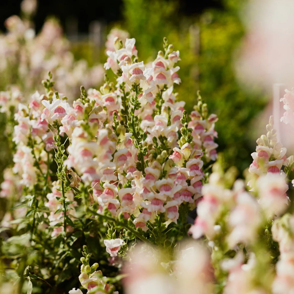 Potomac Appleblossom Snapdragon Seeds - Cold Resistant, 30 seeds