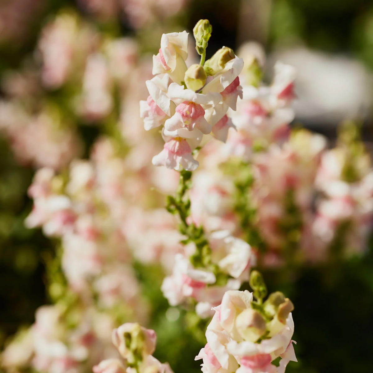 Potomac Appleblossom Snapdragon Seeds - Cold Resistant, 30 seeds