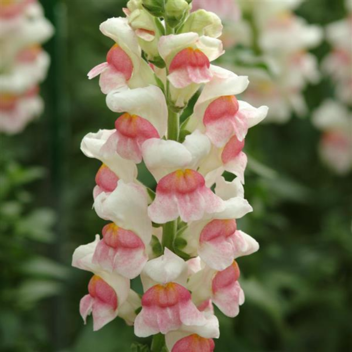 Potomac Appleblossom Snapdragon Seeds - Cold Resistant, 30 seeds