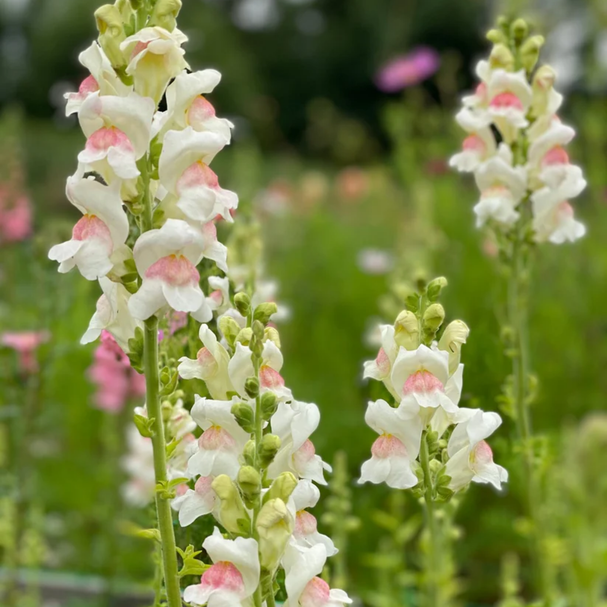 30 Seeds| Potomac Appleblossom Snapdragon Seeds - Cold Resistant -Attracts pollinators - Open-Pollinating -Plant before the frost/after frost - #41