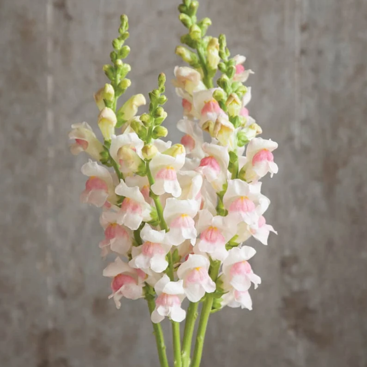 Potomac Appleblossom Snapdragon Seeds - Cold Resistant, 30 seeds