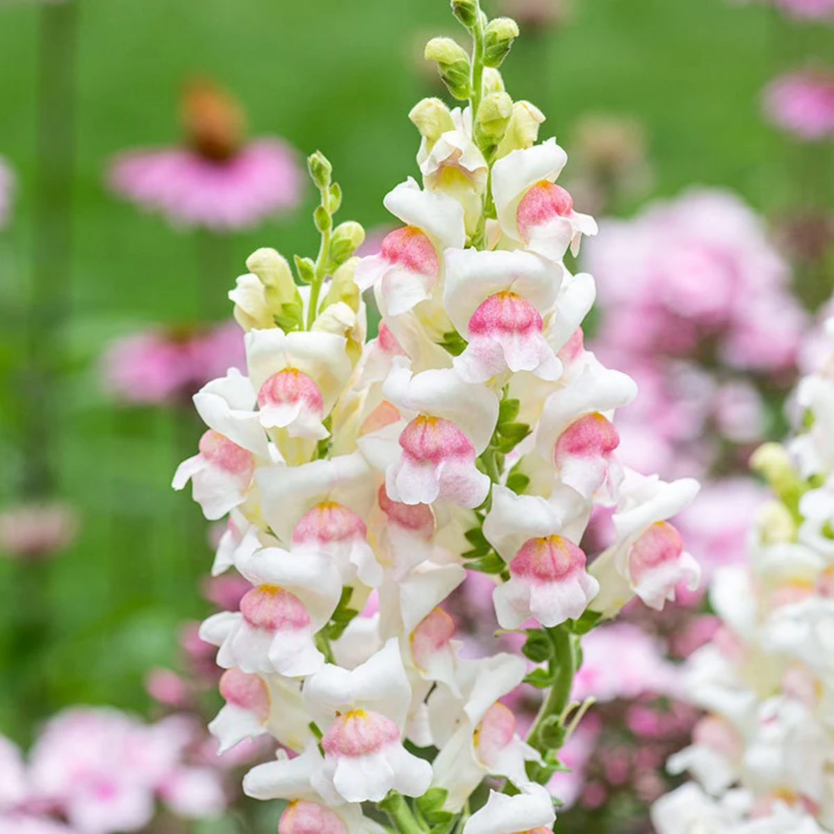 30 Seeds| Potomac Appleblossom Snapdragon Seeds - Cold Resistant -Attracts pollinators - Open-Pollinating -Plant before the frost/after frost - #41