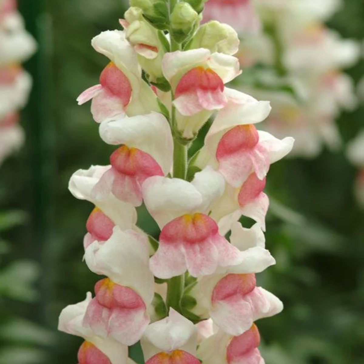 30 Seeds| Potomac Appleblossom Snapdragon Seeds - Cold Resistant -Attracts pollinators - Open-Pollinating -Plant before the frost/after frost - #41