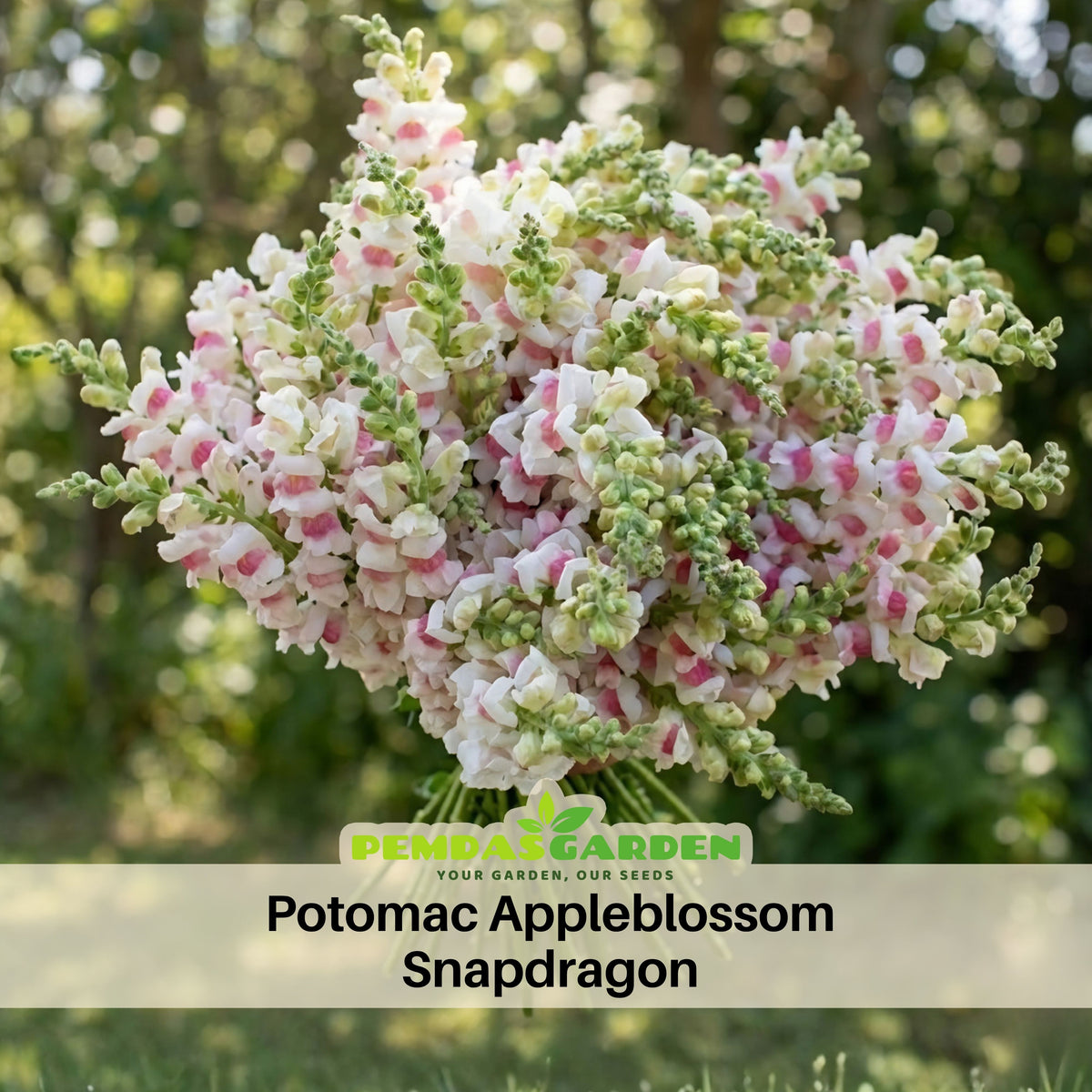 Potomac Appleblossom Snapdragon Seeds - Cold Resistant, 30 seeds