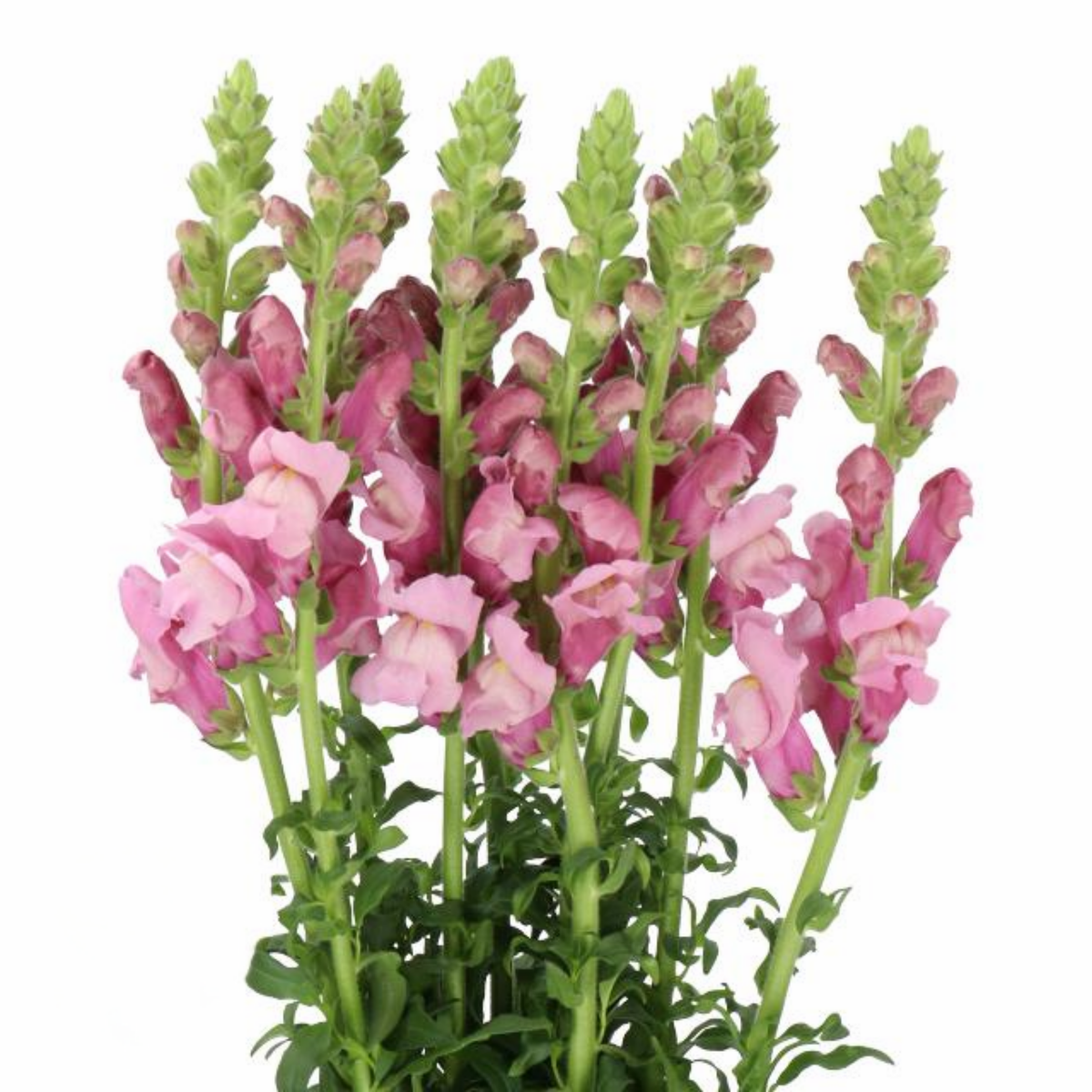 Potomac Lavender Snapdragon Seeds - Potted, 30 seeds