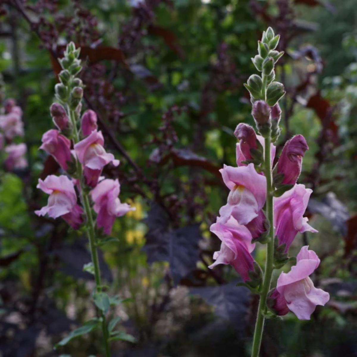 Potomac Lavender Snapdragon Seeds - Potted, 30 seeds