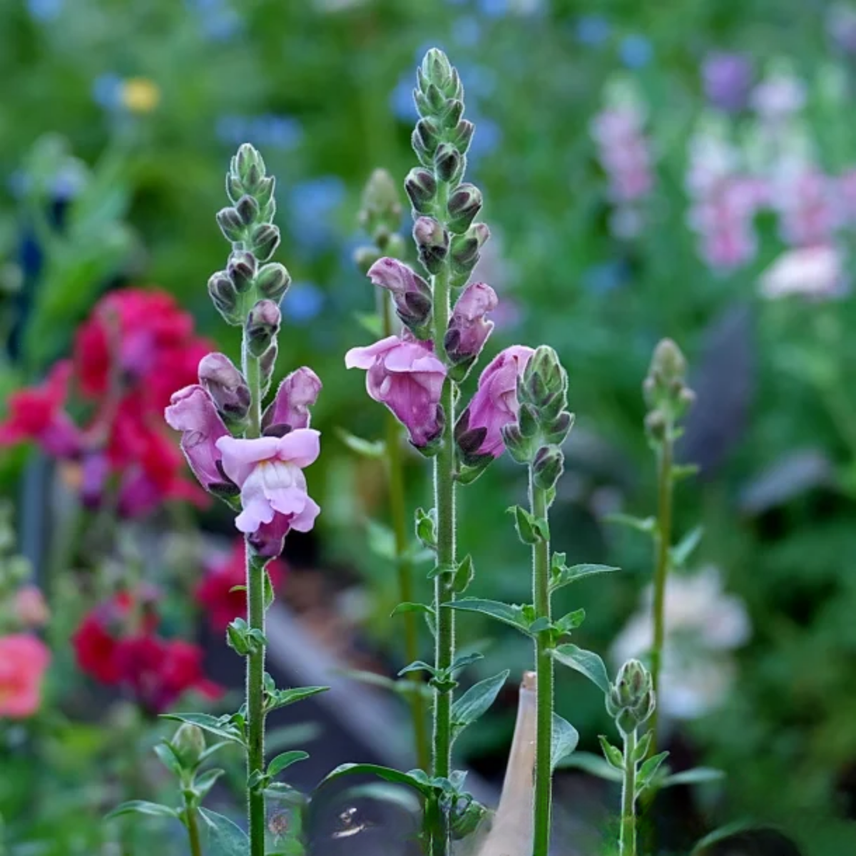 Potomac Lavender Snapdragon Seeds - Potted, 30 seeds
