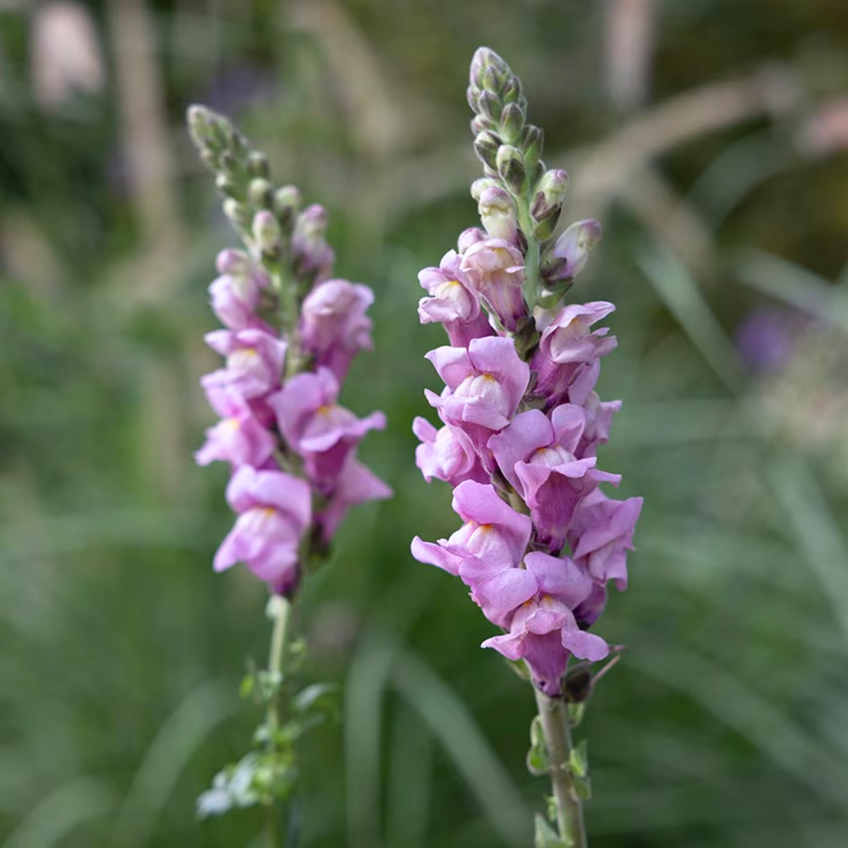 Potomac Lavender Snapdragon Seeds - Potted, 30 seeds