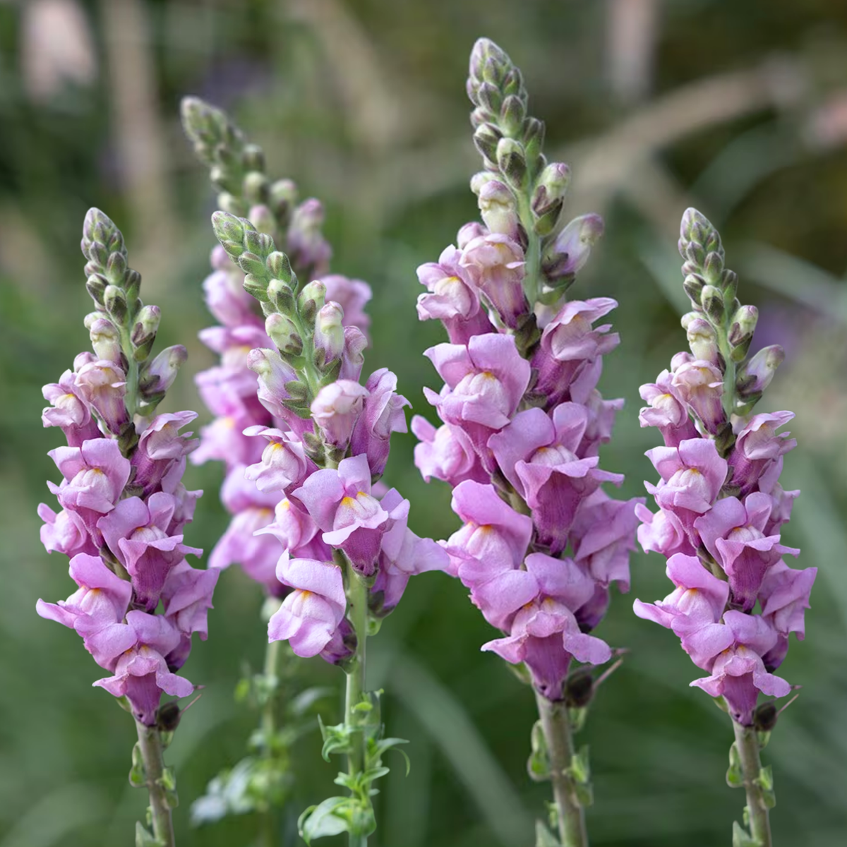 Potomac Lavender Snapdragon Seeds - Potted, 30 seeds
