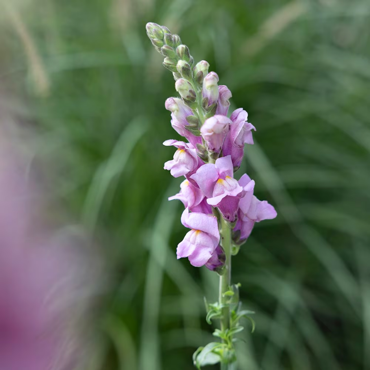 Potomac Lavender Snapdragon Seeds - Potted, 30 seeds