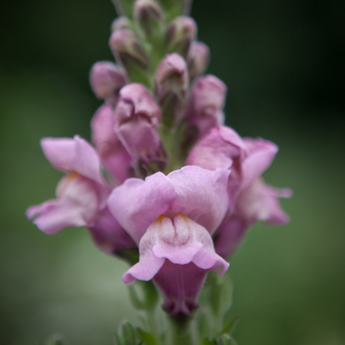 30 Seeds| Potomac Lavender Snapdragon Seeds - Potted -Attracts pollinators - Open-Pollinating - Plant before the frost/after frost - #42