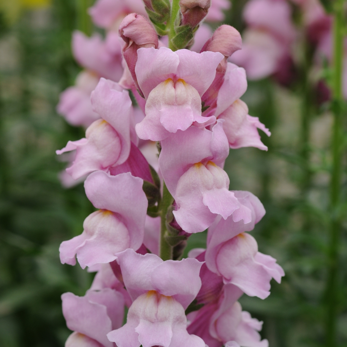 30 Seeds| Potomac Lavender Snapdragon Seeds - Potted -Attracts pollinators - Open-Pollinating - Plant before the frost/after frost - #42