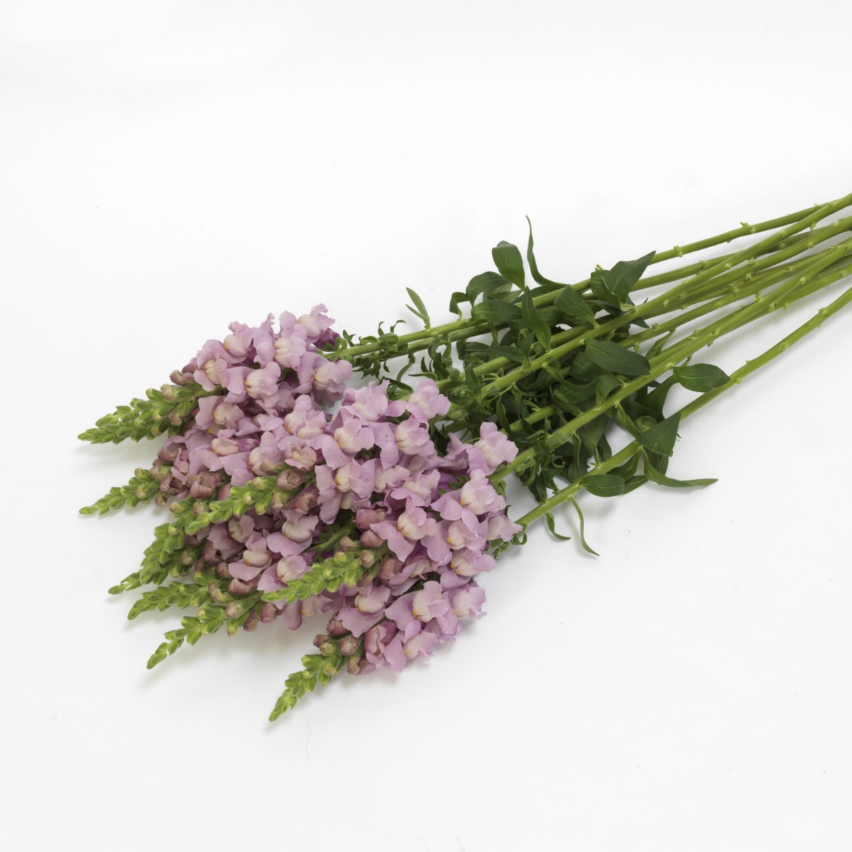 Potomac Lavender Snapdragon Seeds - Potted, 30 seeds