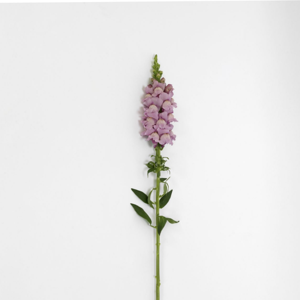 Potomac Lavender Snapdragon Seeds - Potted, 30 seeds