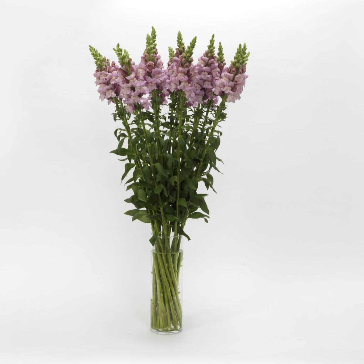 Potomac Lavender Snapdragon Seeds - Potted, 30 seeds