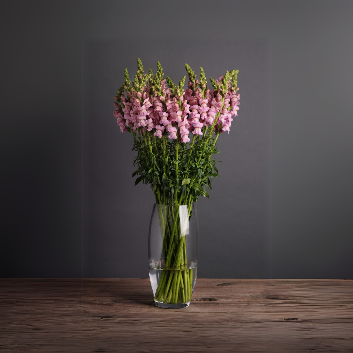 Potomac Lavender Snapdragon Seeds - Potted, 30 seeds