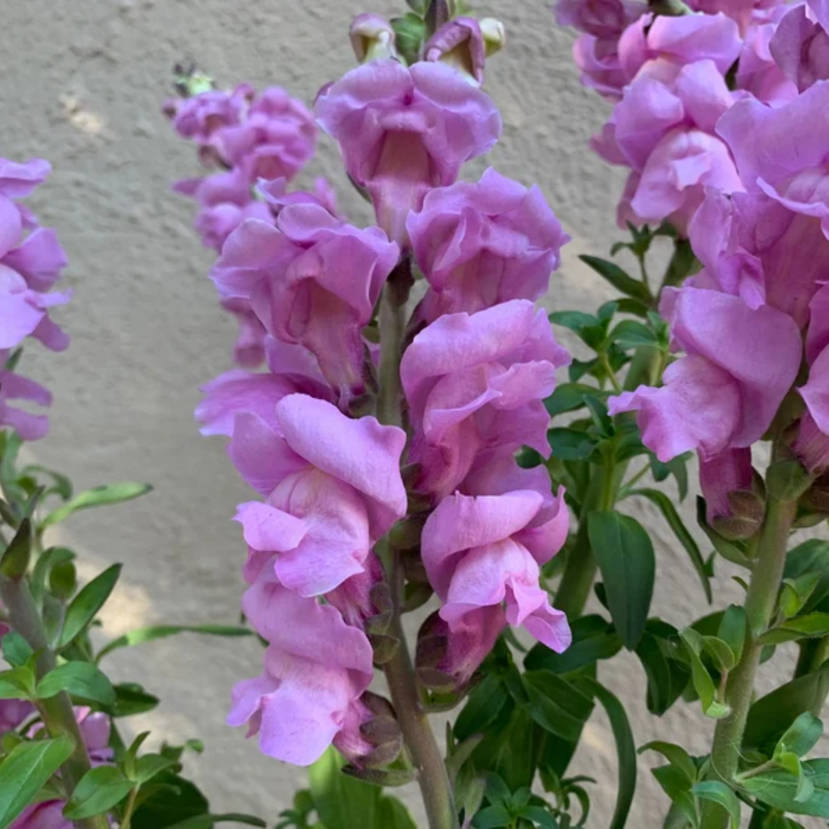 30 Seeds| Potomac Lavender Snapdragon Seeds - Potted -Attracts pollinators - Open-Pollinating - Plant before the frost/after frost - #42