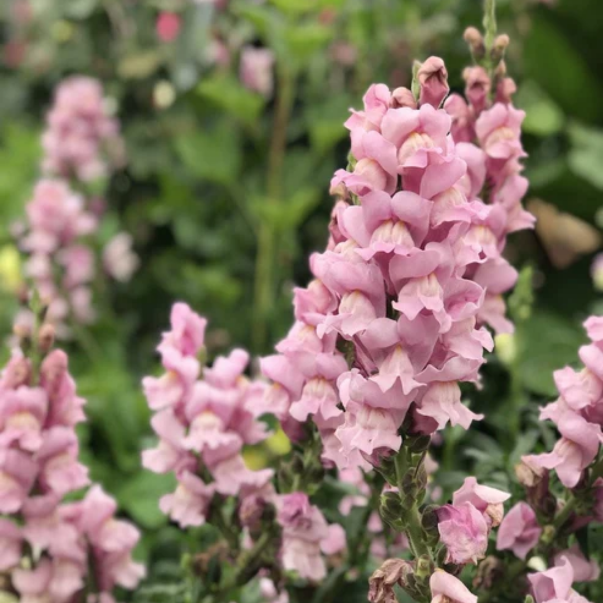 30 Seeds| Potomac Lavender Snapdragon Seeds - Potted -Attracts pollinators - Open-Pollinating - Plant before the frost/after frost - #42