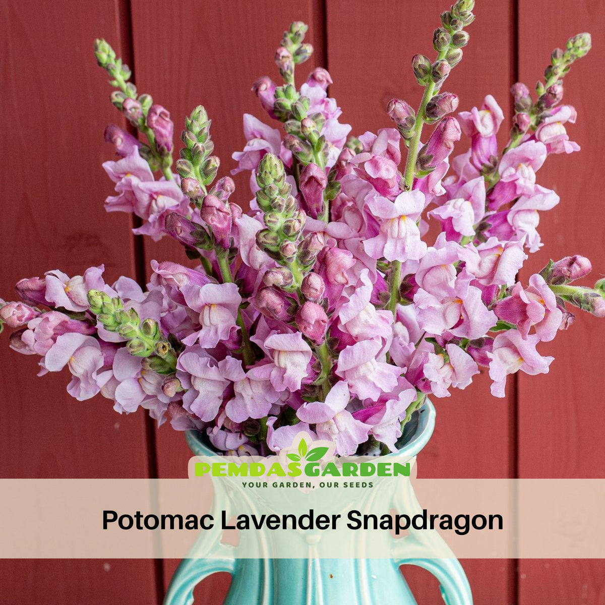 Potomac Lavender Snapdragon Seeds - Potted, 30 seeds