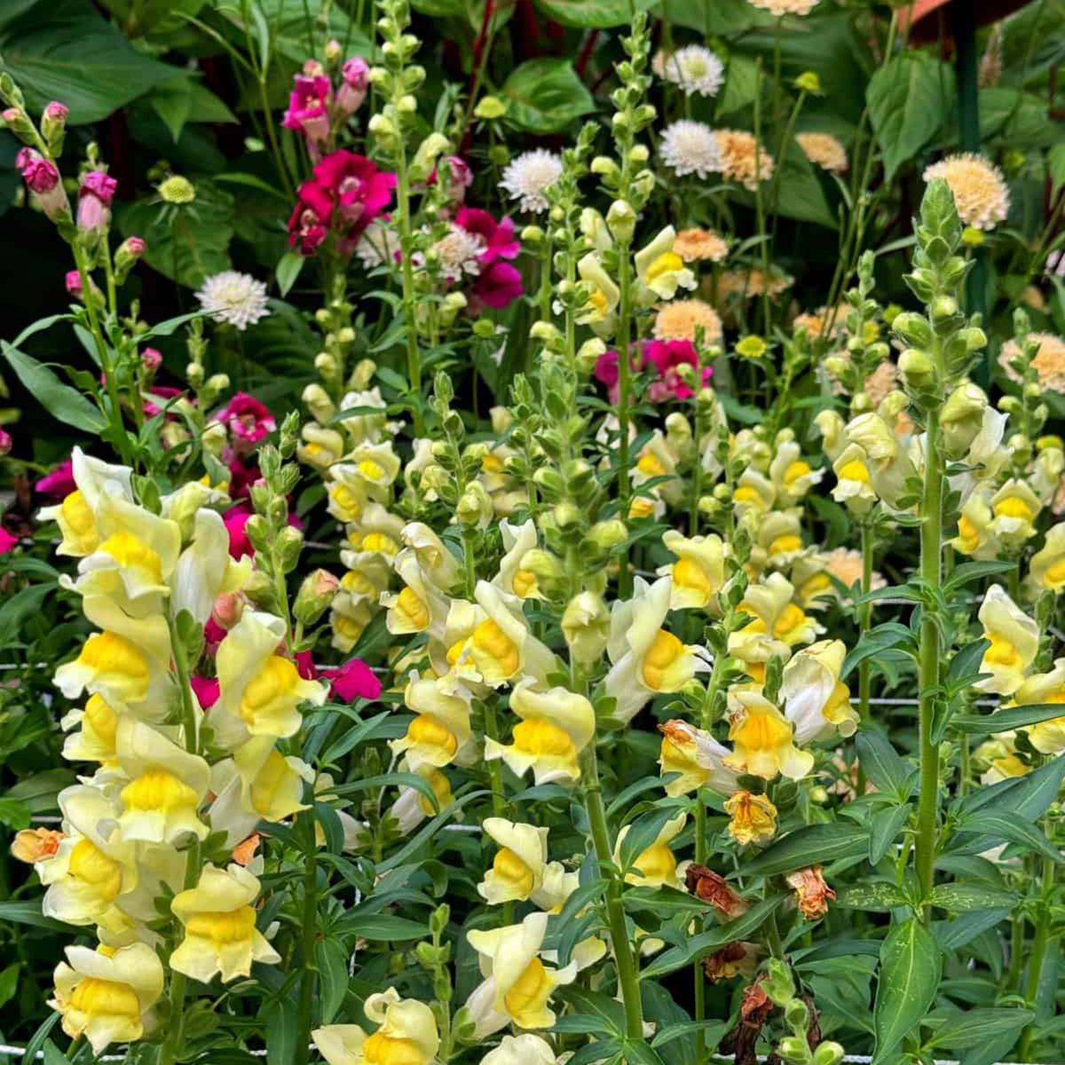 Potomac Yellow Snapdragon Seeds - Potted, 30 seeds
