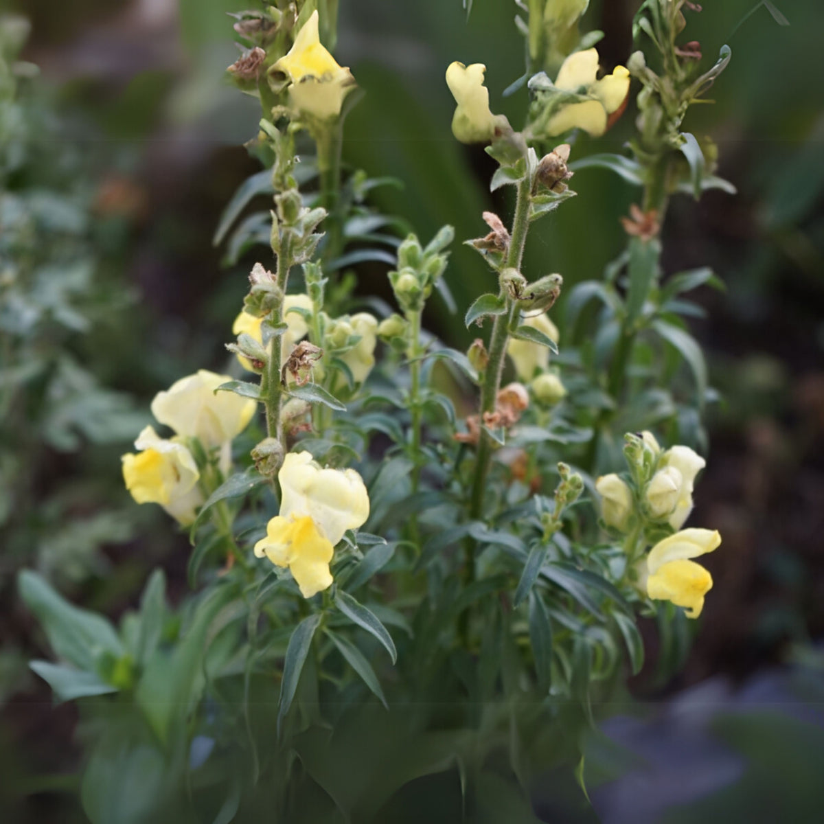 Potomac Yellow Snapdragon Seeds - Potted, 30 seeds
