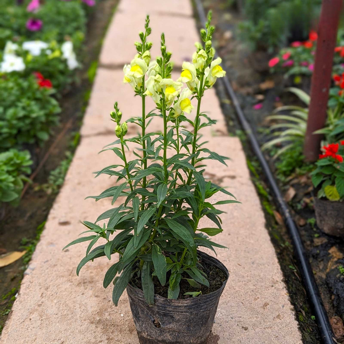 Potomac Yellow Snapdragon Seeds - Potted, 30 seeds