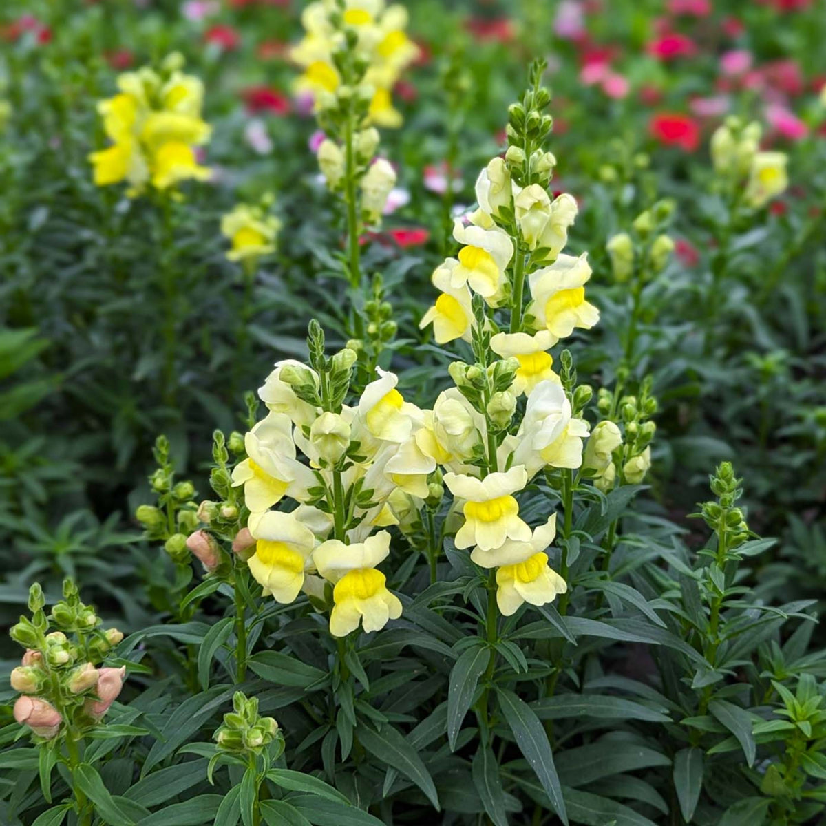 Potomac Yellow Snapdragon Seeds - Potted, 30 seeds