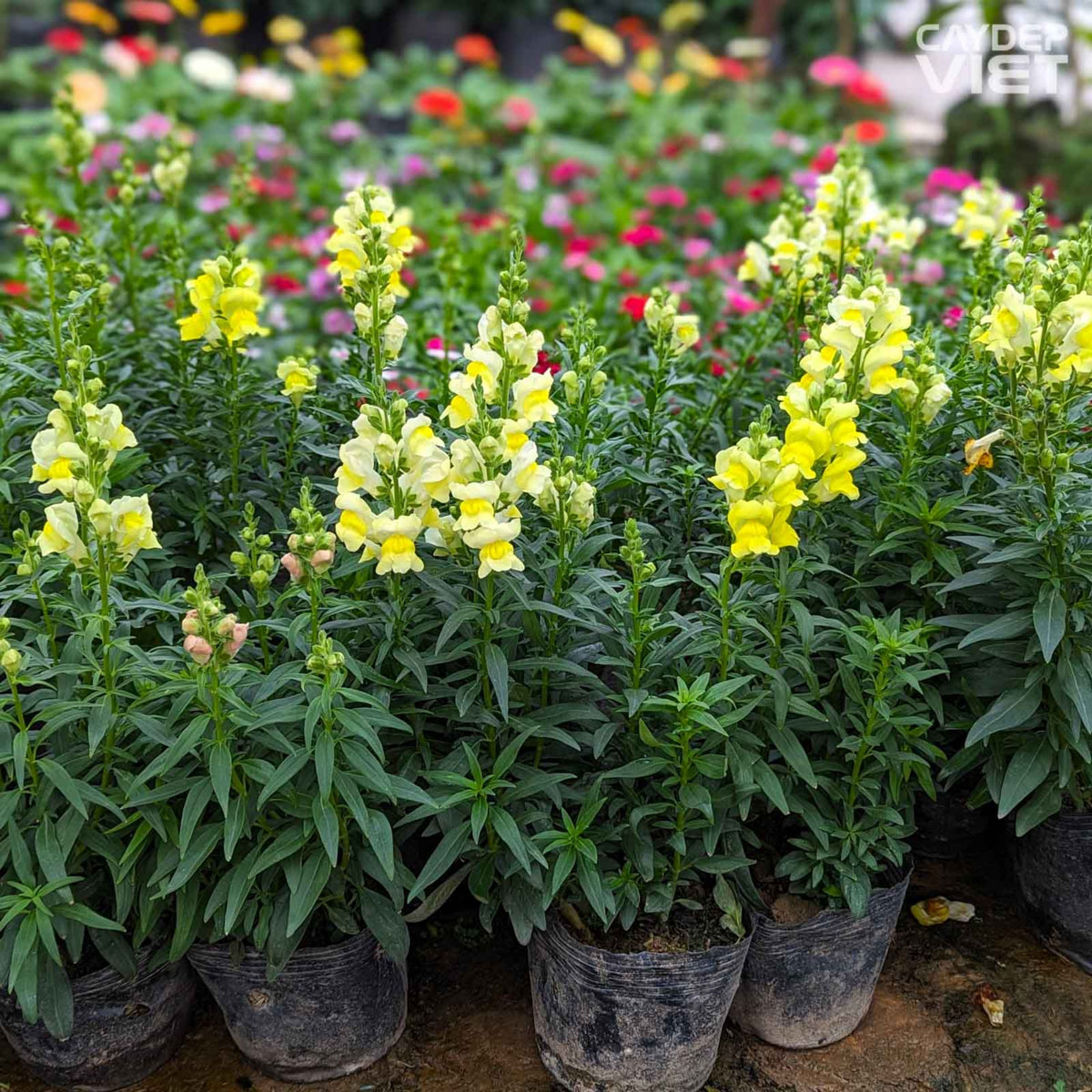 Potomac Yellow Snapdragon Seeds - Potted, 30 seeds