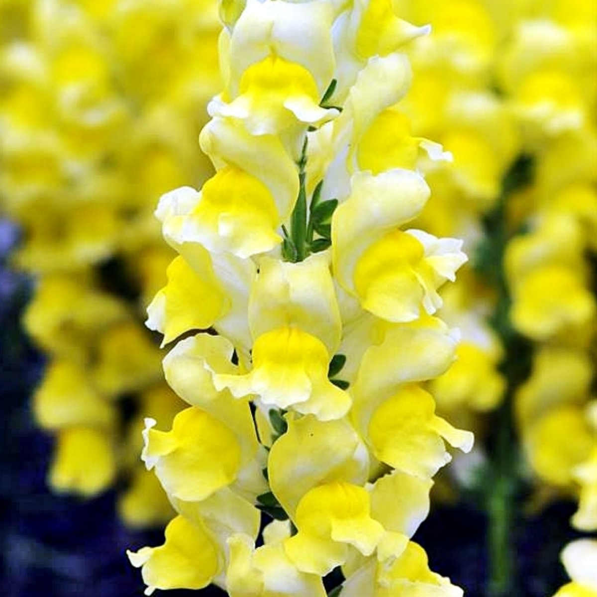 Potomac Yellow Snapdragon Seeds - Potted, 30 seeds