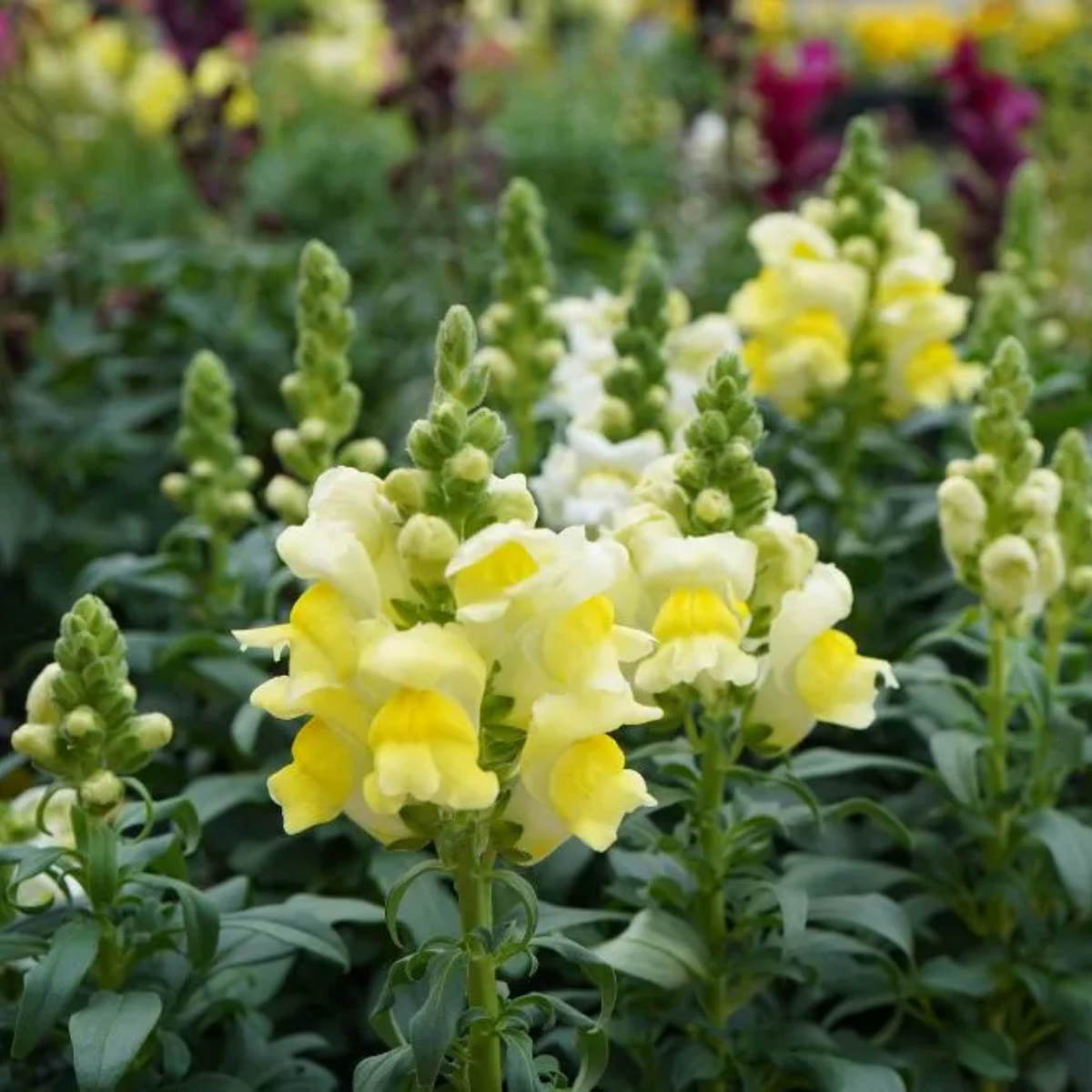 Potomac Yellow Snapdragon Seeds - Potted, 30 seeds