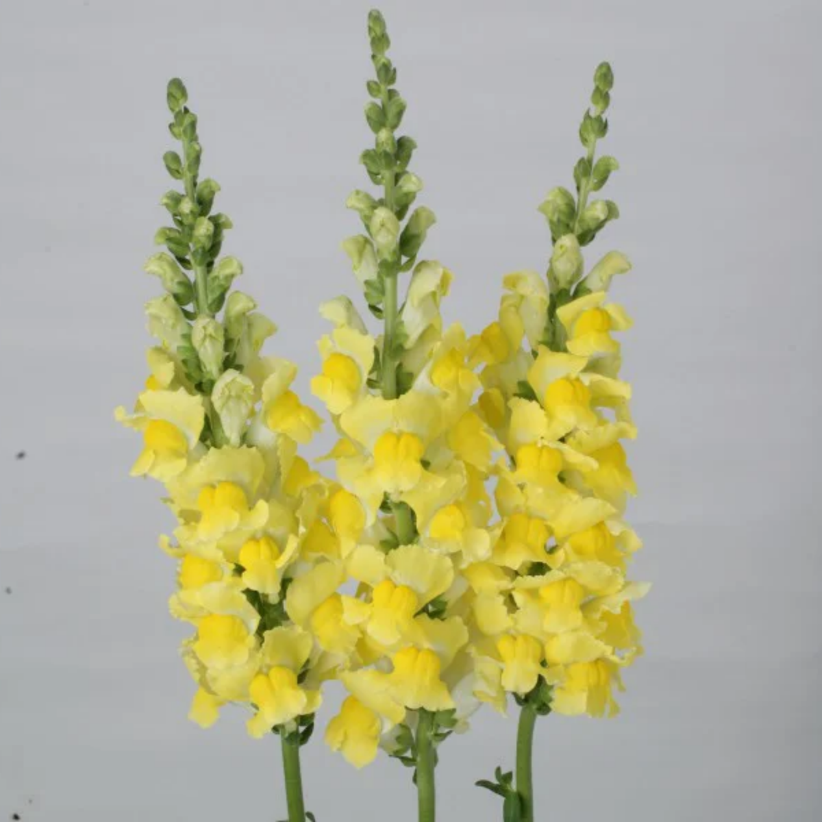 Potomac Yellow Snapdragon Seeds - Potted, 30 seeds