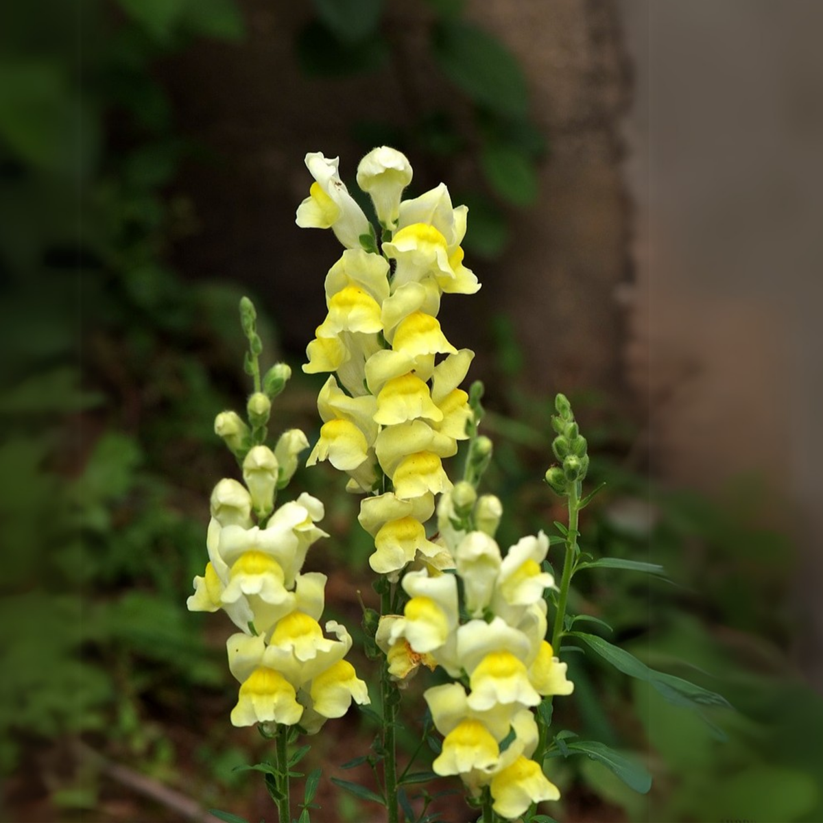 Potomac Yellow Snapdragon Seeds - Potted, 30 seeds