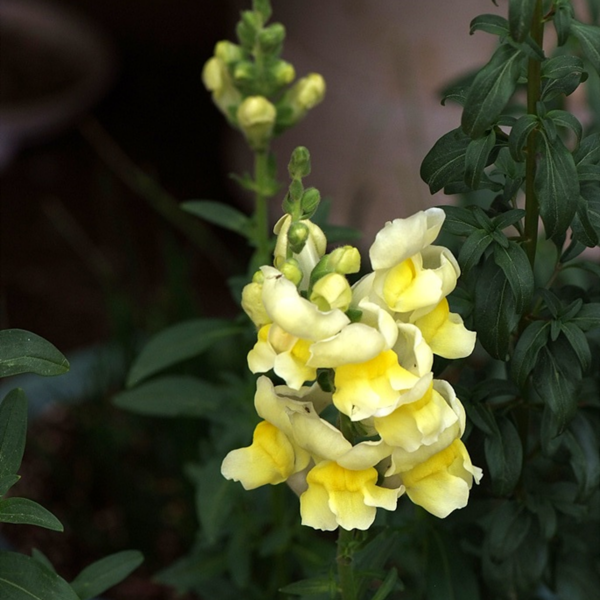30 Seeds| Potomac Yellow Snapdragon Seeds - Potted -Attracts pollinators - Open-Pollinating - Plant before the frost/after frost - #43