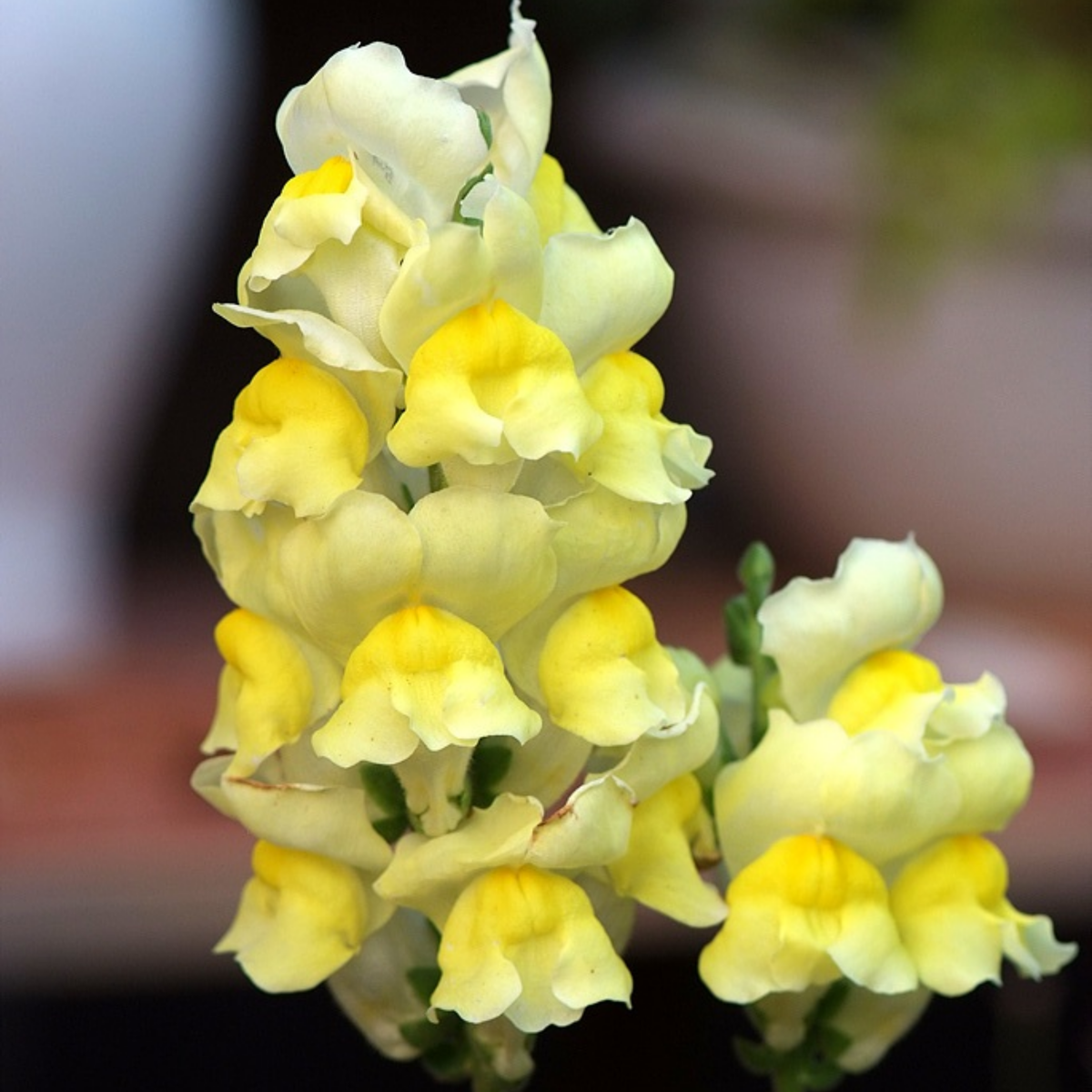 Potomac Yellow Snapdragon Seeds - Potted, 30 seeds