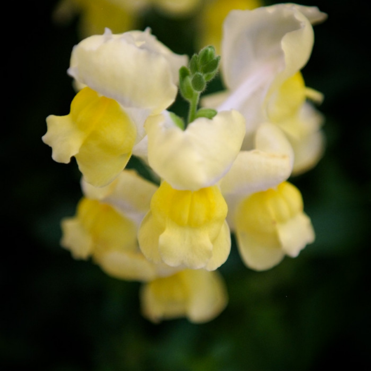 Potomac Yellow Snapdragon Seeds - Potted, 30 seeds